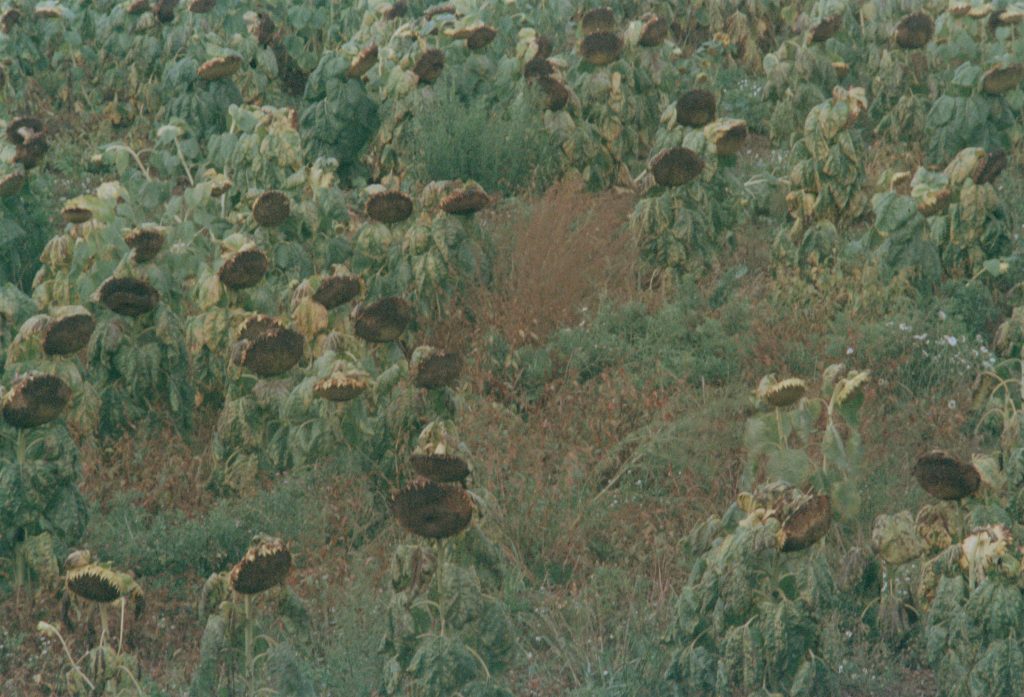 An Intimacy of Form ©Matt Wilson courtesy galerie SIT DOWN