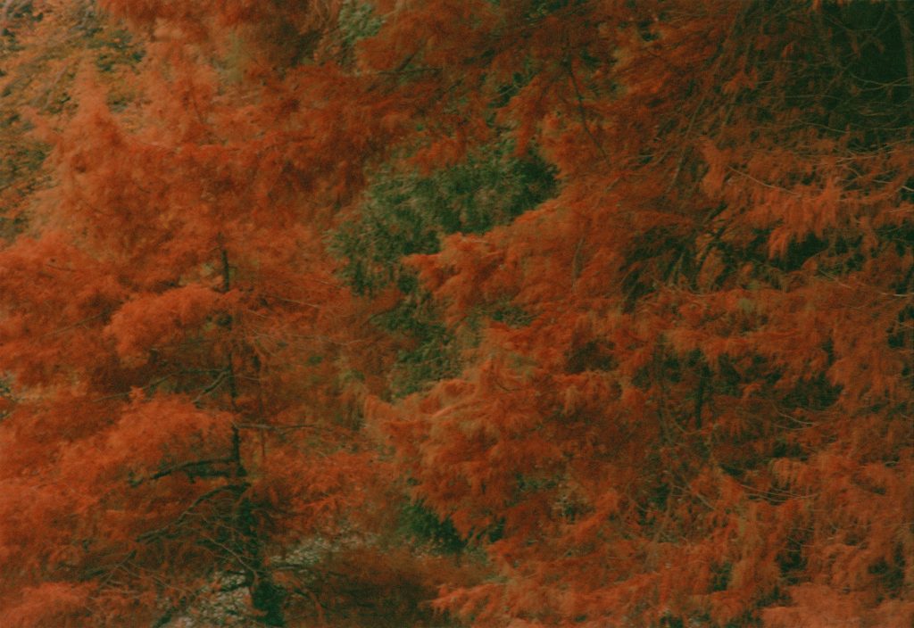 An Intimacy of Form ©Matt Wilson courtesy galerie SIT DOWN