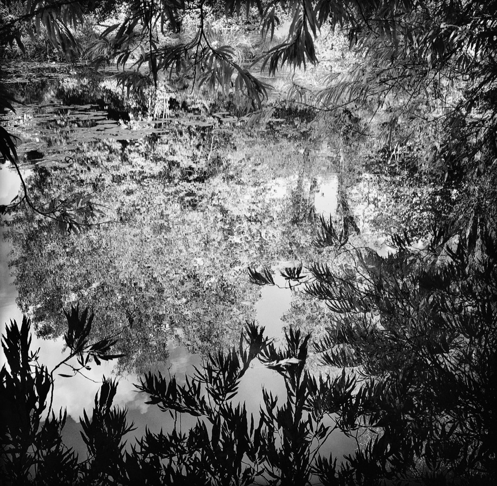 Une certaine nature, d'après Giverny©Jean Gaumy courtesy galerie Sit Down