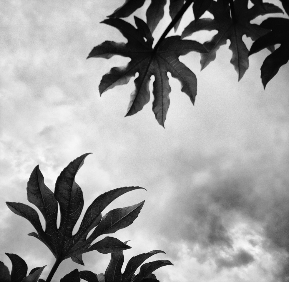 Une certaine nature, d'après Giverny©Jean Gaumy courtesy galerie Sit Down