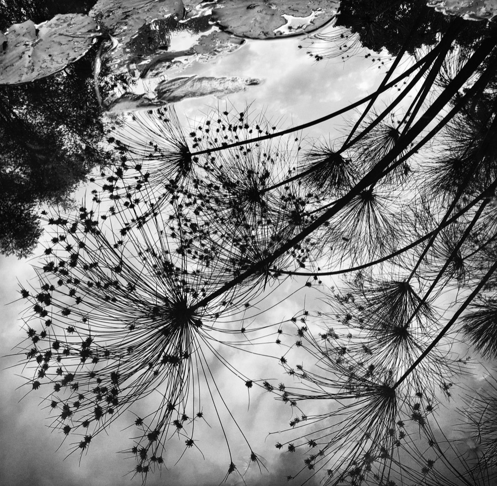 Une certaine nature, d'après Giverny©Jean Gaumy courtesy galerie Sit Down