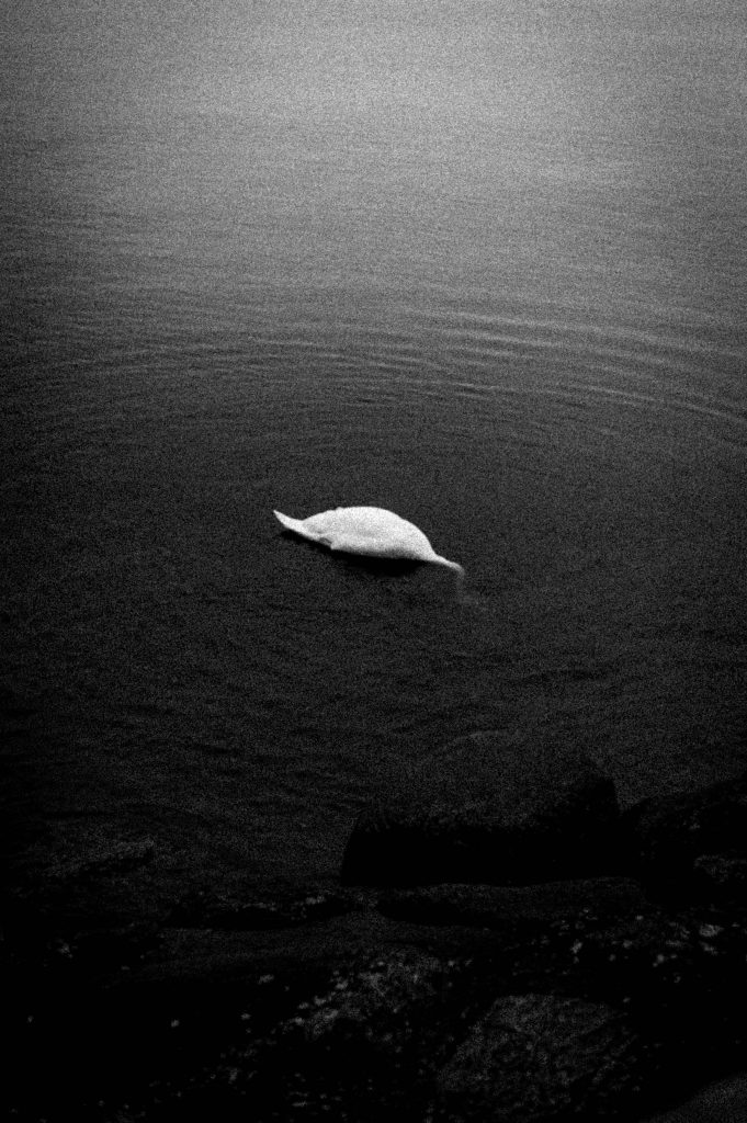 Sous terre, Sans titre #13, Estonie, 2024 ©Antoine Lecharny courtesy galerie Sit Down