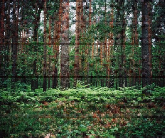 Forest, Hohen Neuendorf @Diane Meyer courtesy galerie Sit Down
