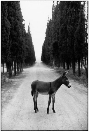 Robert McCABE, Thessaloniki. Lyndon Johnson’s Donkey © galerie Sit Down